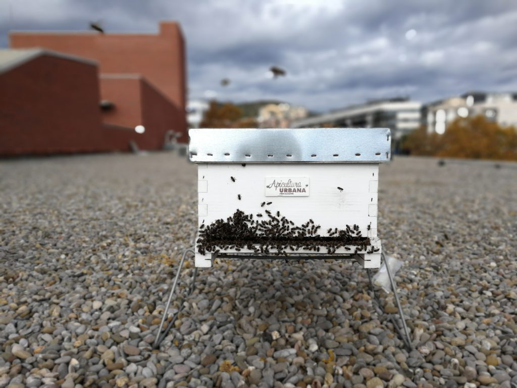 apicultura urbana